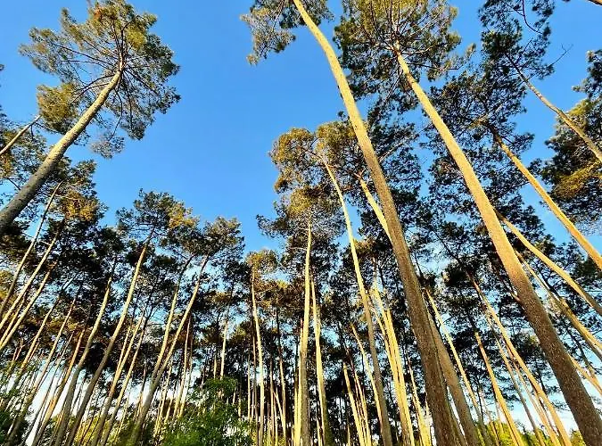 Tente Indiana Pins - La Teouleyre